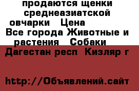 продаются щенки среднеазиатской овчарки › Цена ­ 30 000 - Все города Животные и растения » Собаки   . Дагестан респ.,Кизляр г.